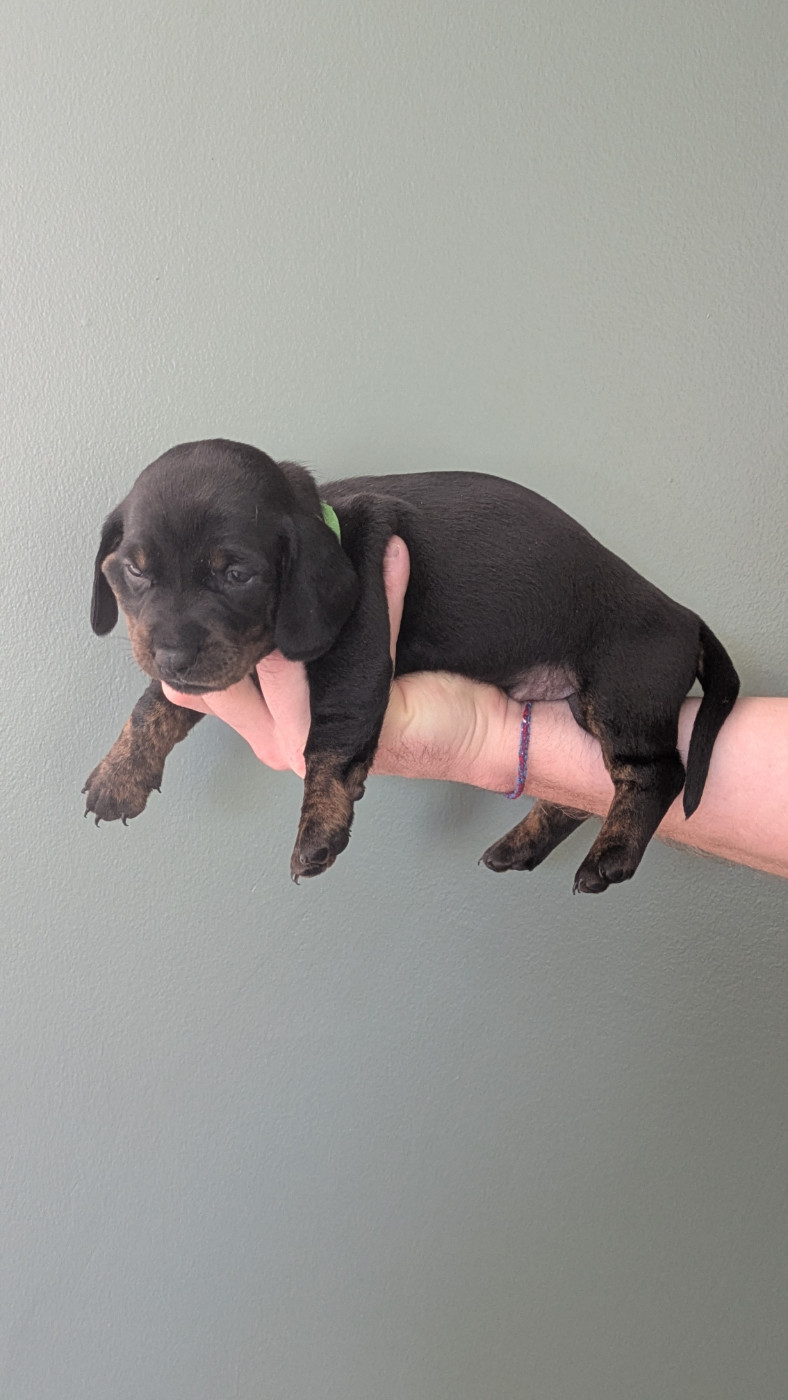 Audrey Delarace - Chiots disponibles - Teckel poil ras