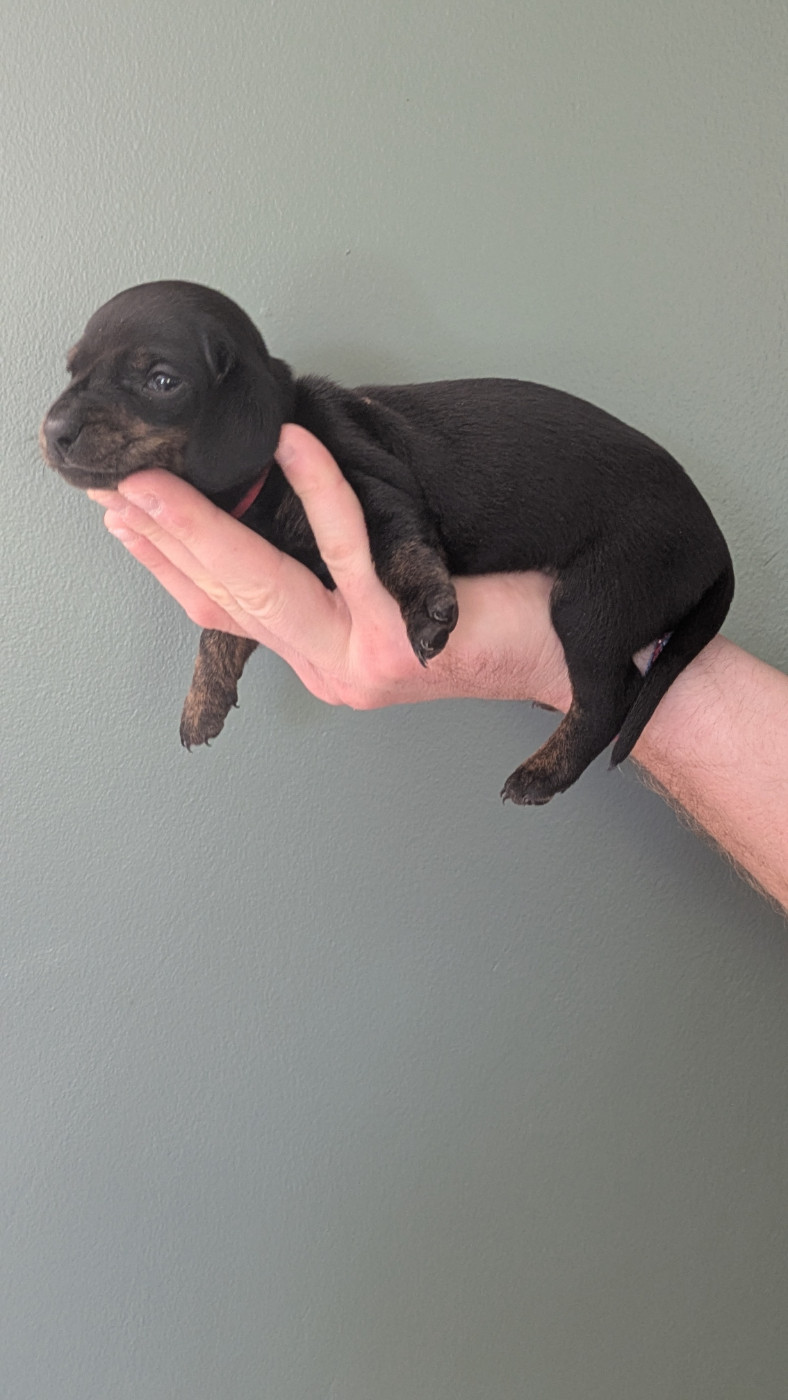 Audrey Delarace - Chiots disponibles - Teckel poil ras