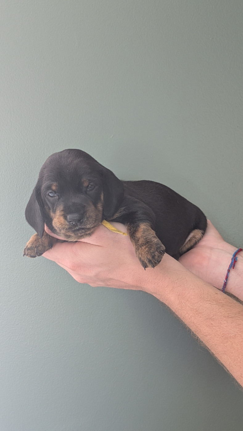 Audrey Delarace - Chiots disponibles - Teckel poil ras
