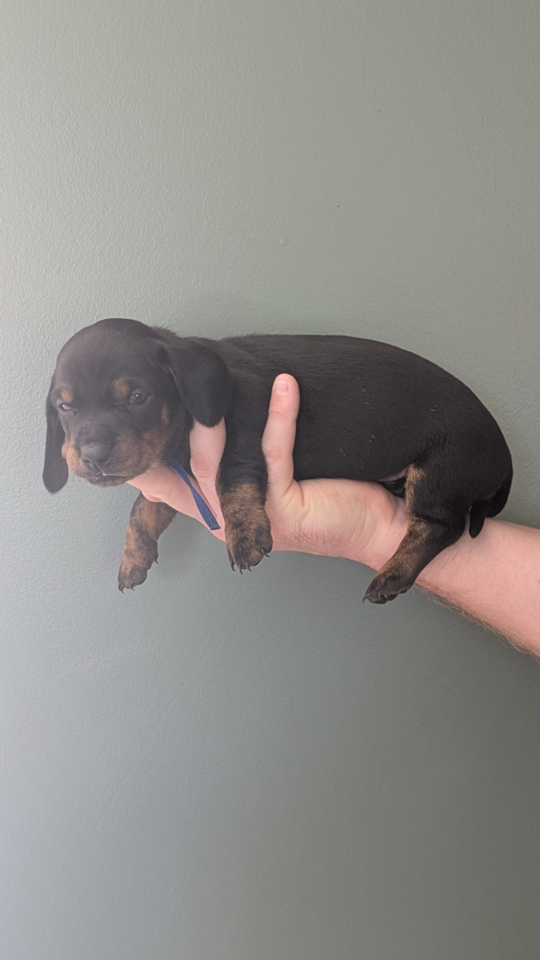 Audrey Delarace - Chiots disponibles - Teckel poil ras